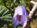 Harebells with beetle