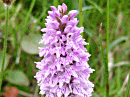 Spotted Orchid