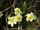 Wild primroses, Antrim Coast
